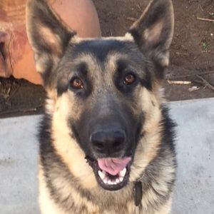 Meet your Posher, Joseph